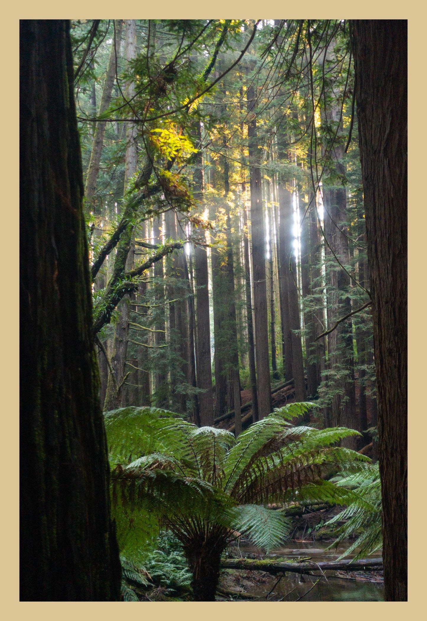 Peeking through Californian Redwoods (Great Otway National Park, May 2022) Framed Art Print