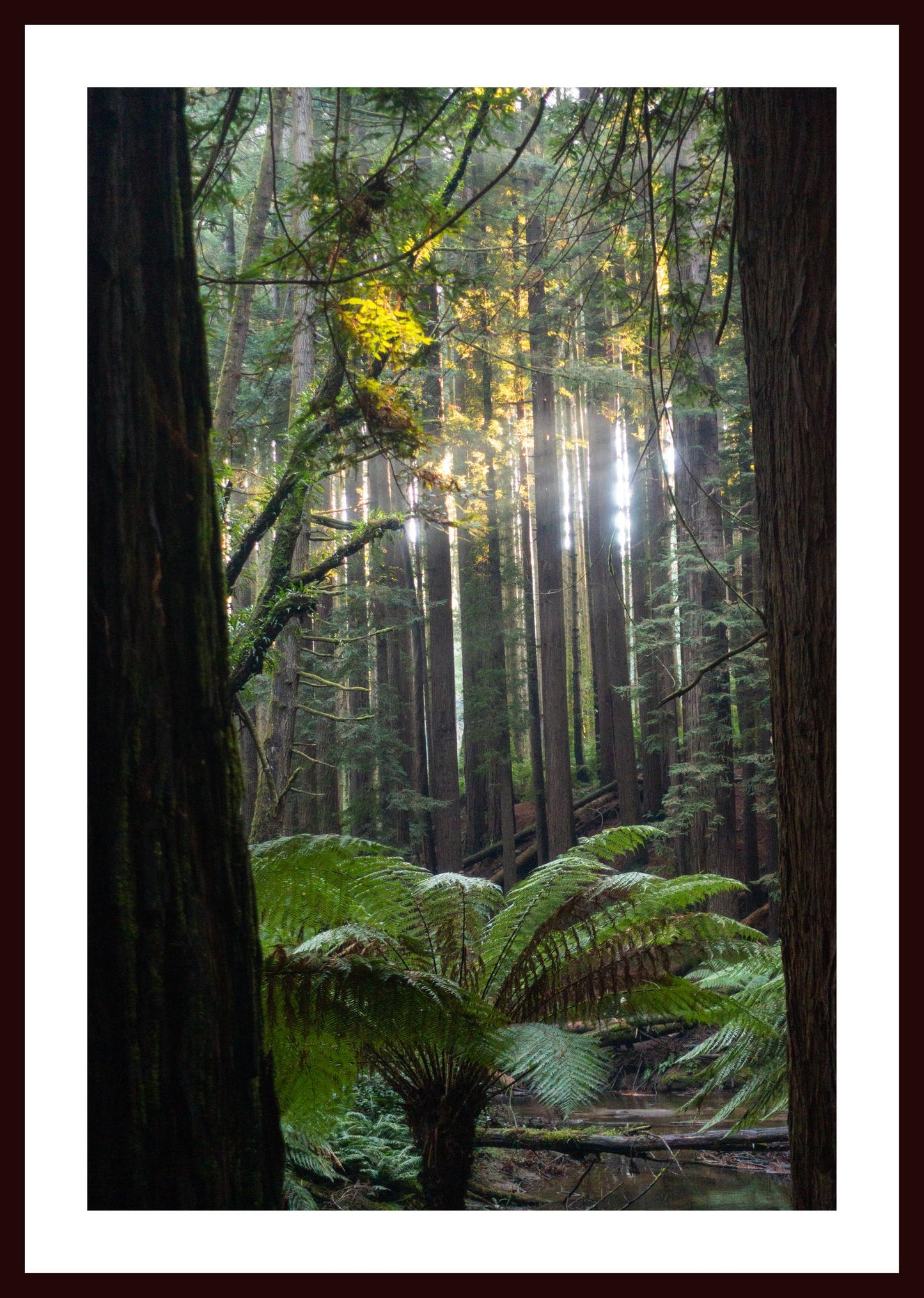 Peeking through Californian Redwoods (Great Otway National Park, May 2022) Framed Art Print