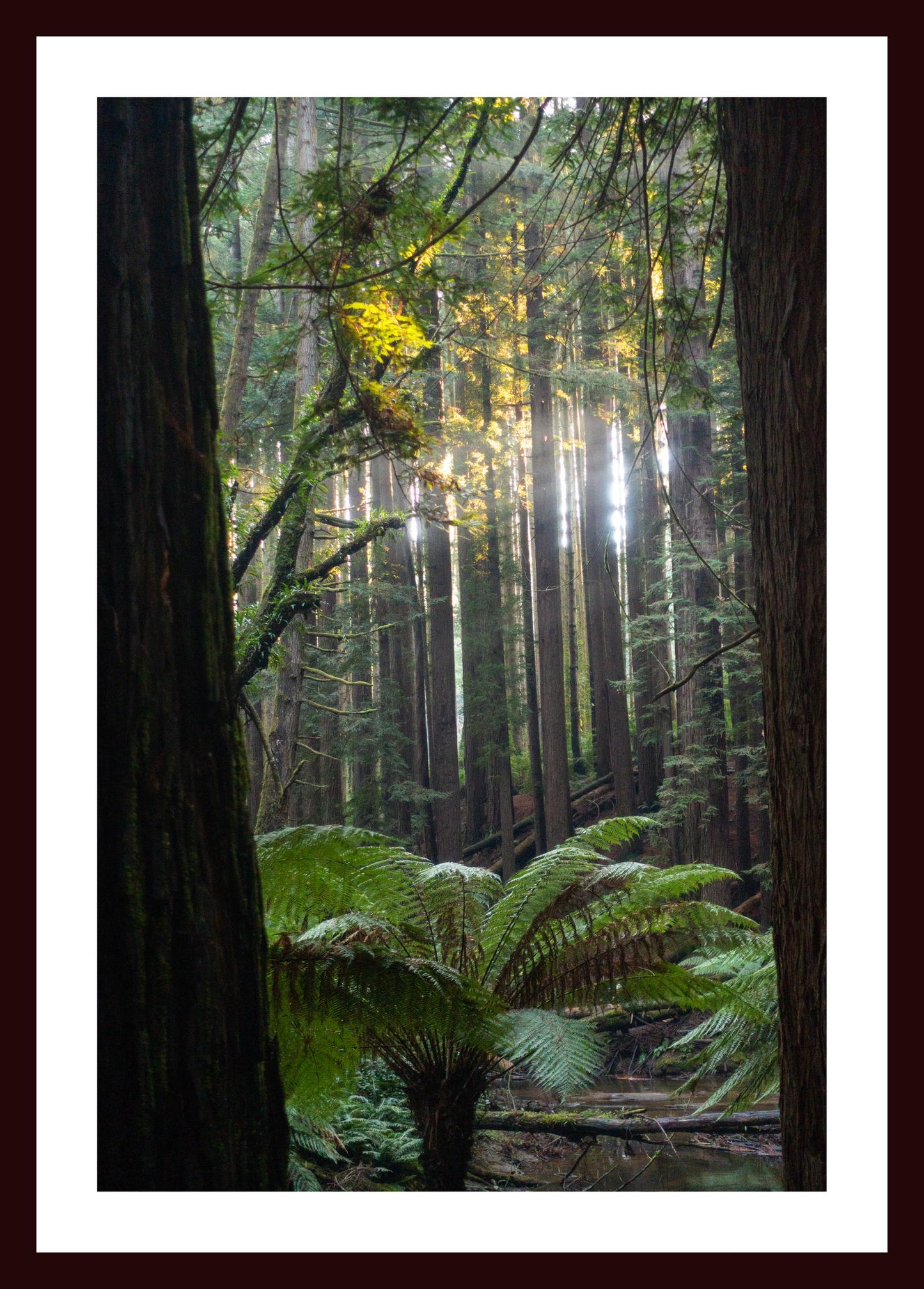 Peeking through Californian Redwoods (Great Otway National Park, May 2022) Framed Art Print