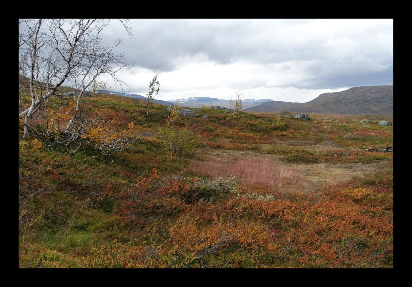 Autumn palette on the Kungsleden (Swedish Lappland, September 2016) Framed Art Print