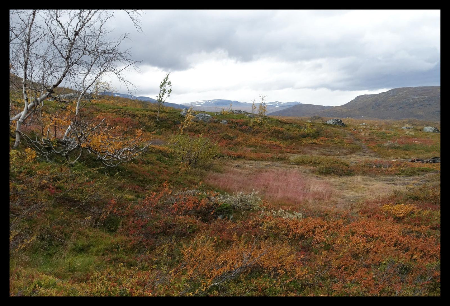 Autumn palette on the Kungsleden (Swedish Lappland, September 2016) Framed Art Print